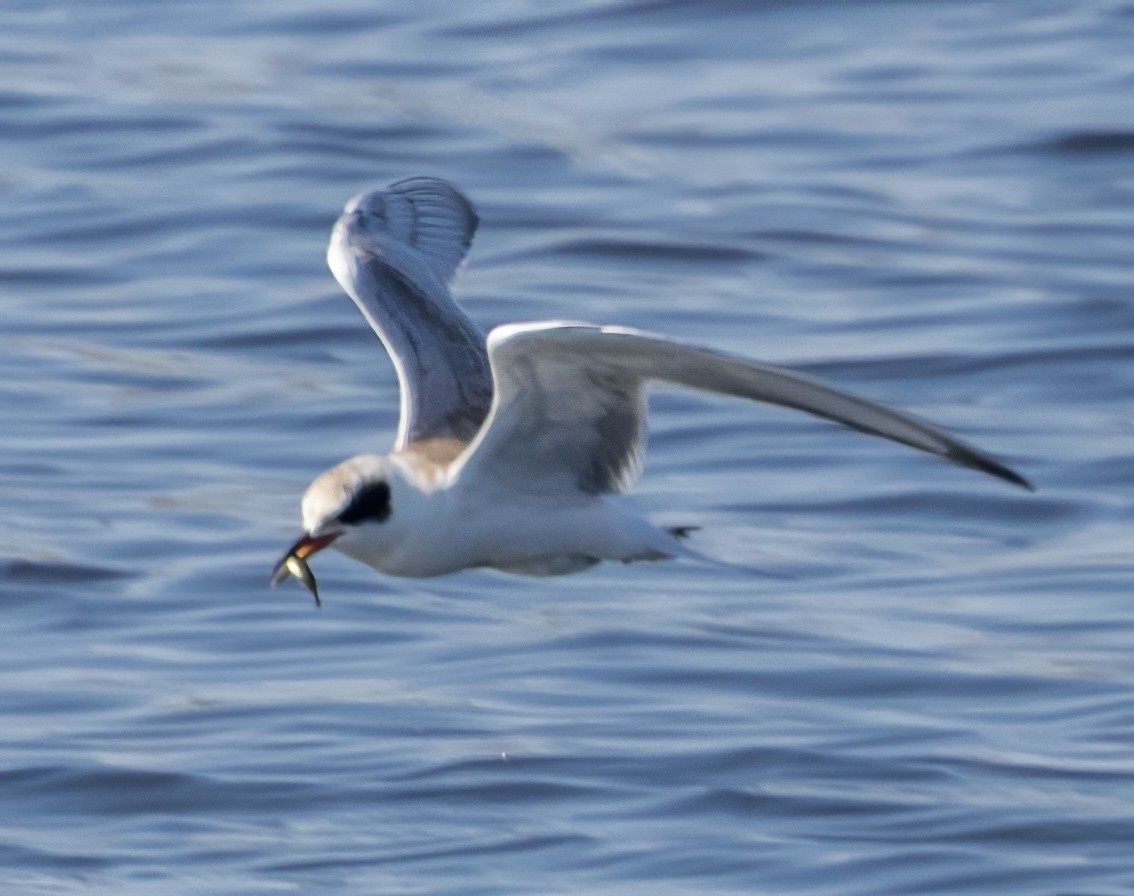 Forster's Tern - ML642078544