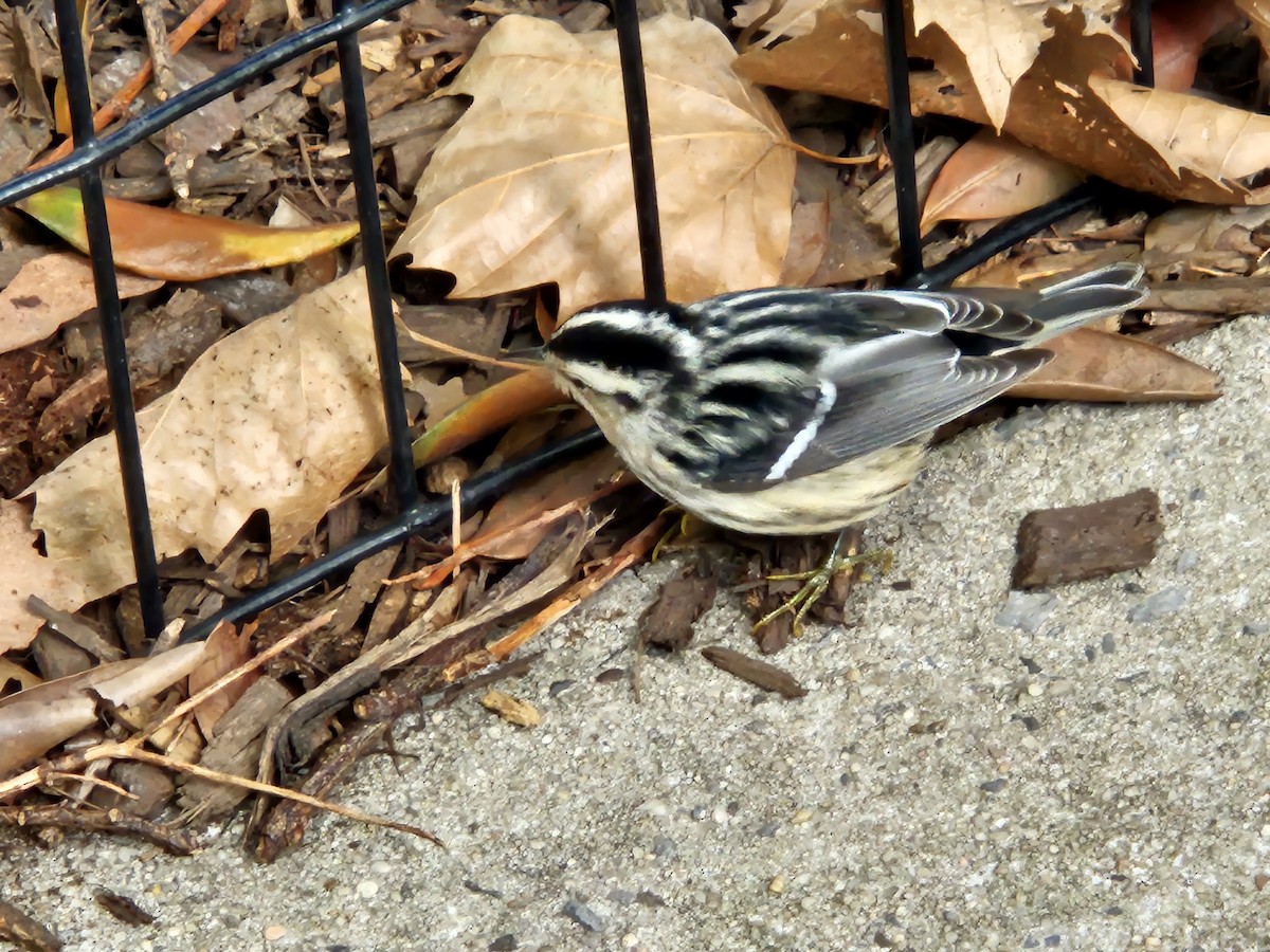 Black-and-white Warbler - ML642078551