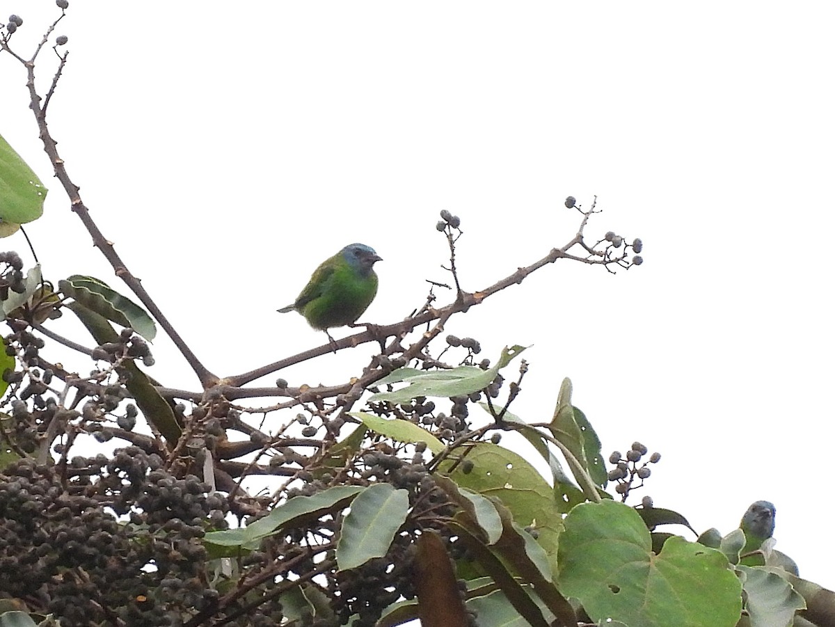 Blue Dacnis - ML642078556