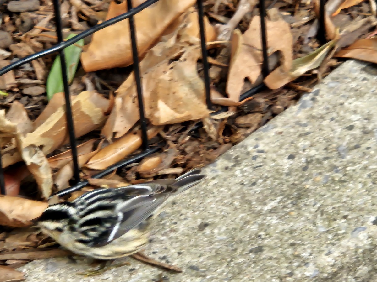 Black-and-white Warbler - ML642078570