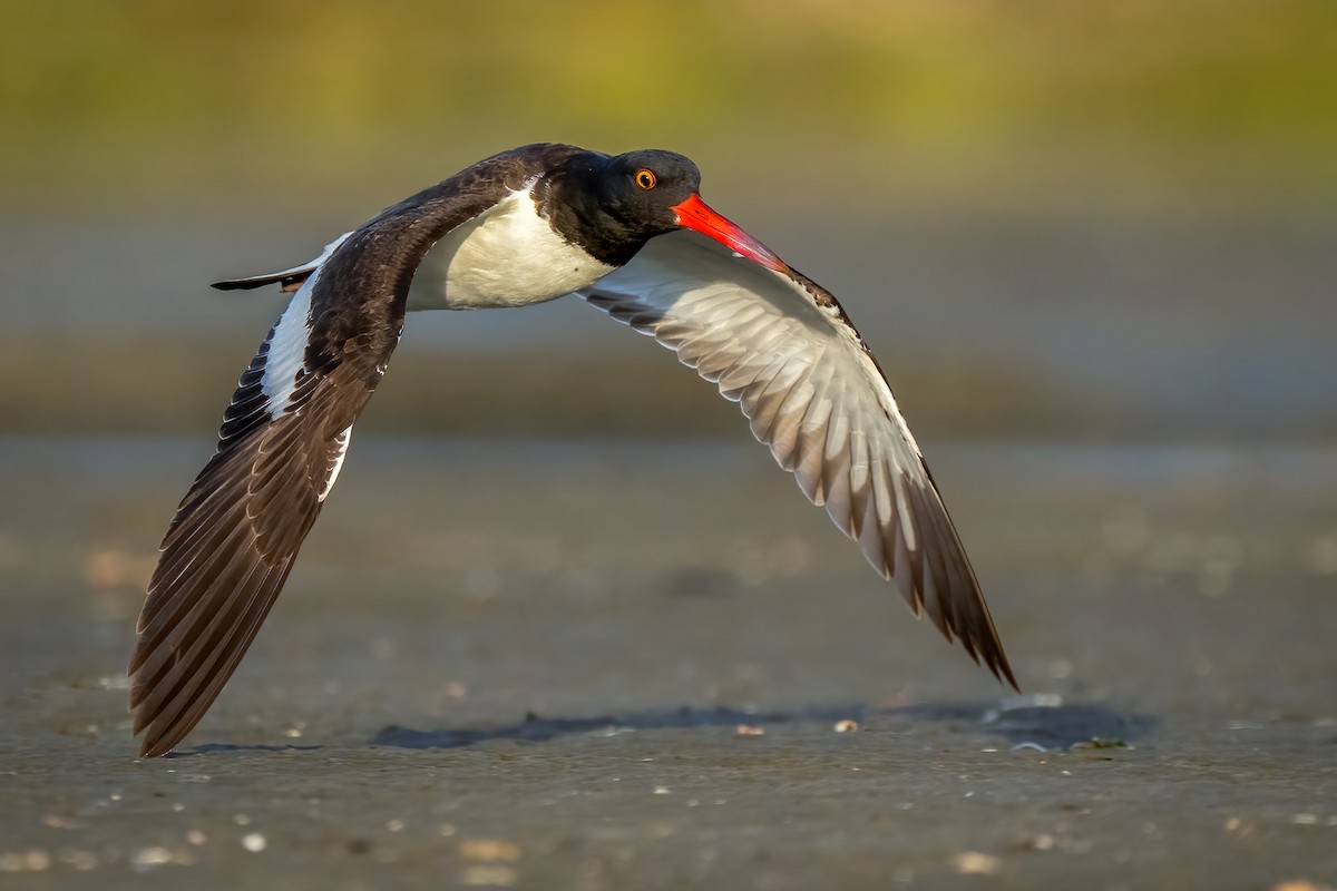 American Oystercatcher - ML642078586
