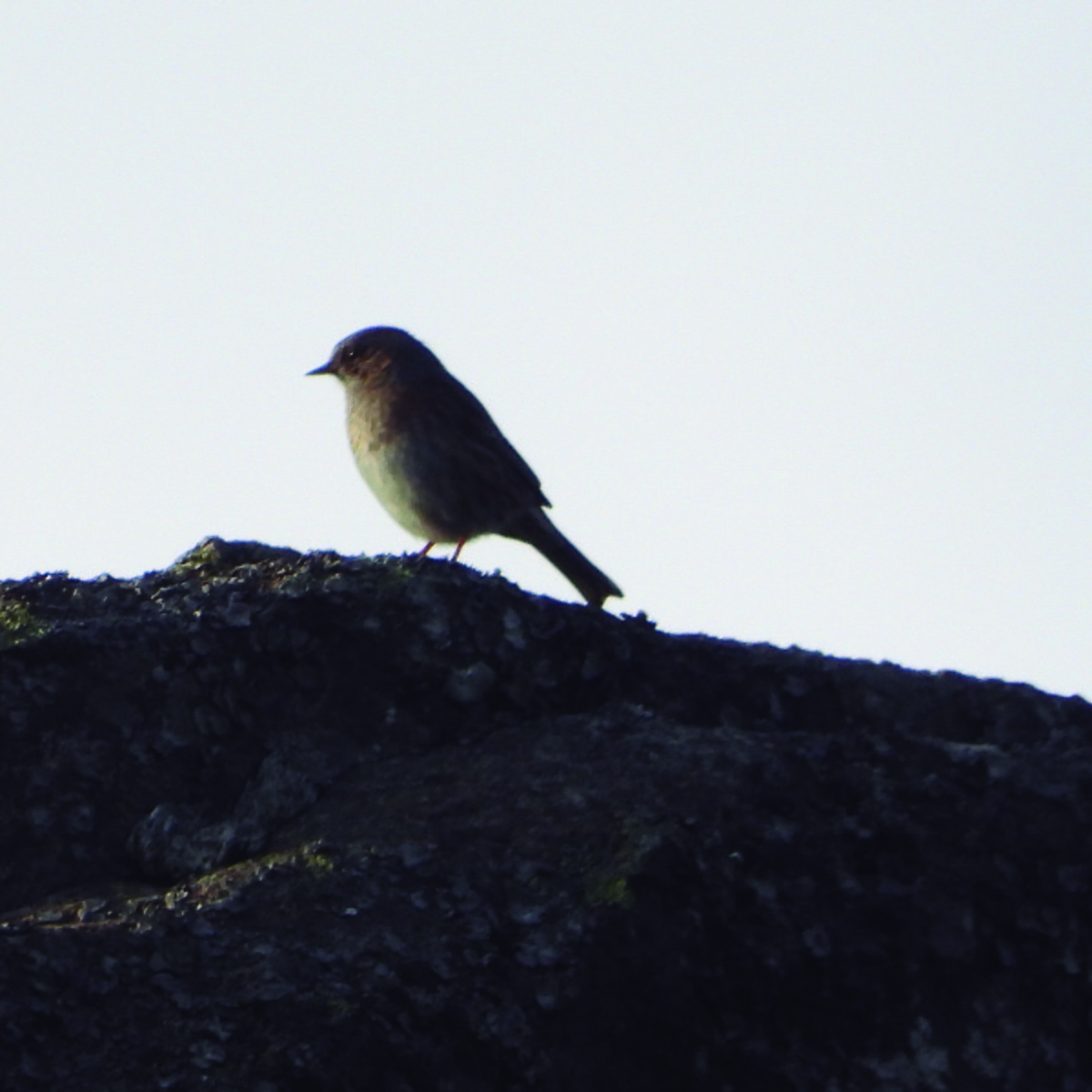 Dunnock - ML642078589
