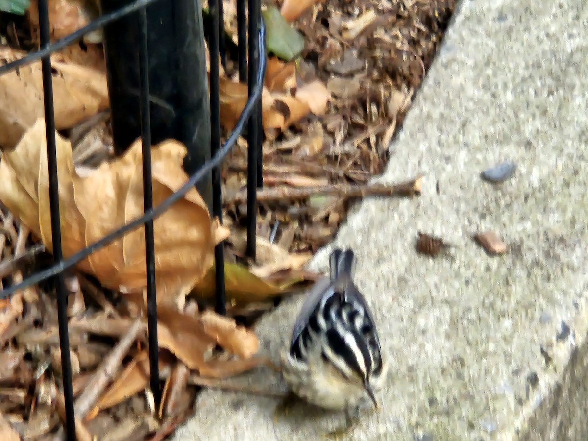 Black-and-white Warbler - ML642078590