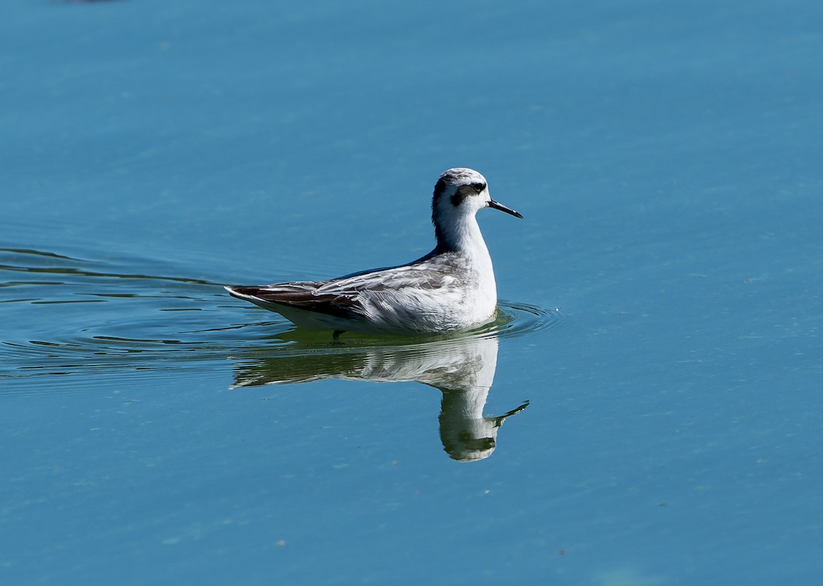Red-necked Phalarope - ML642078592