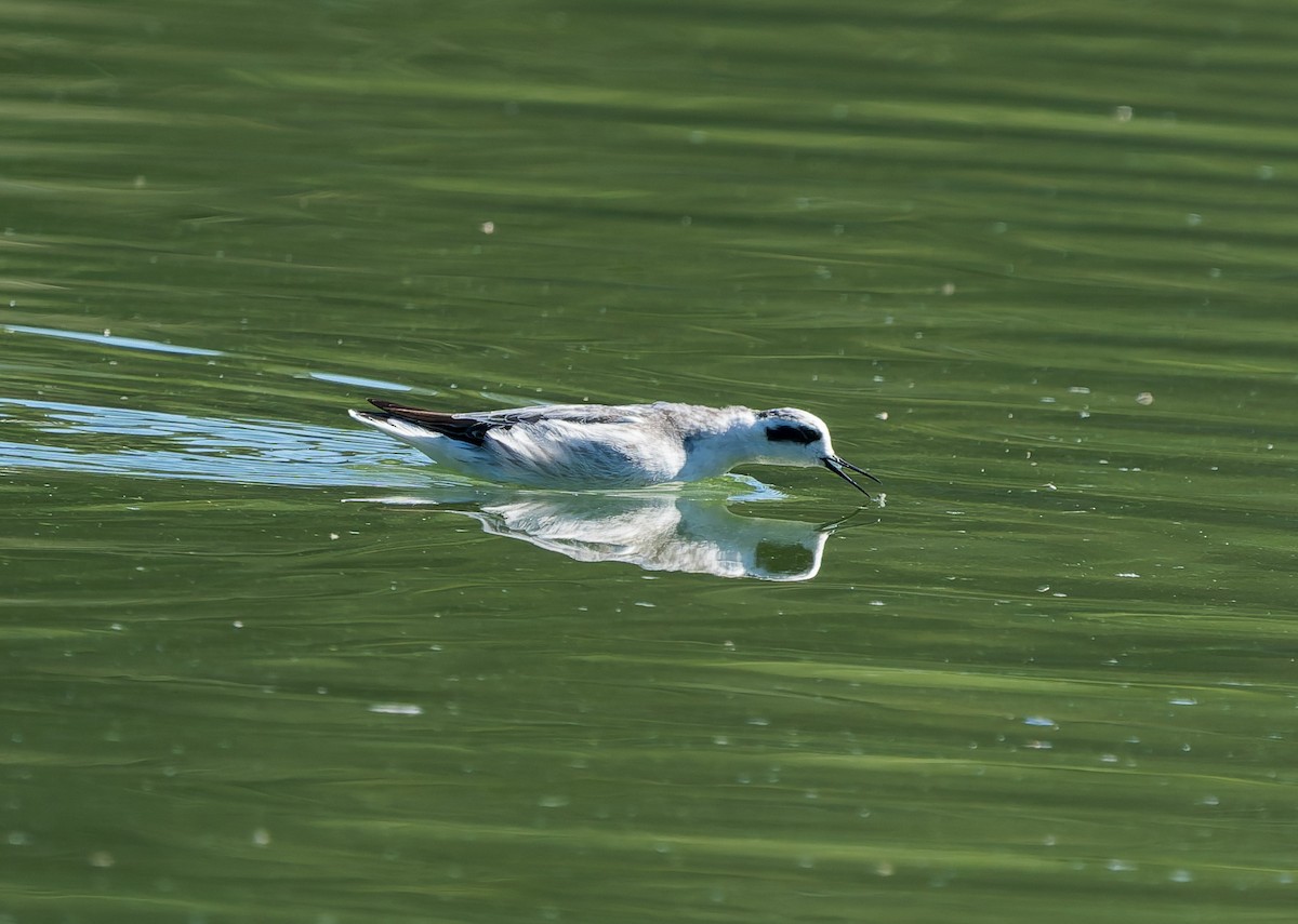 Red-necked Phalarope - ML642078593
