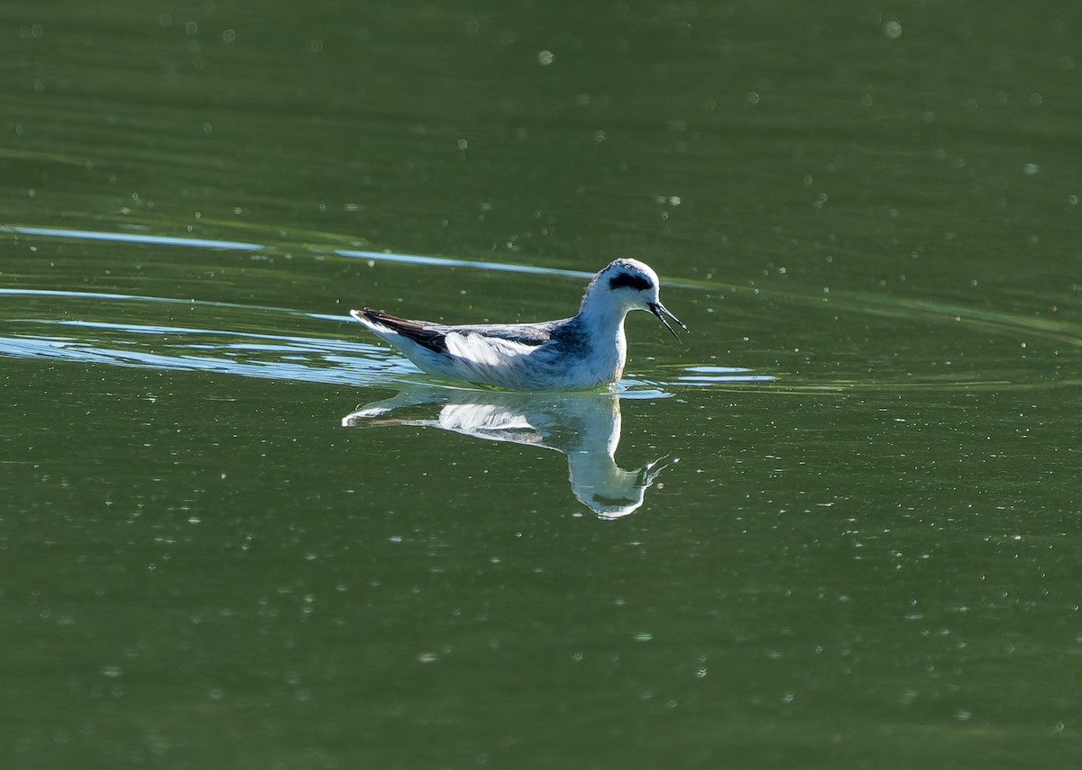 Red-necked Phalarope - ML642078594