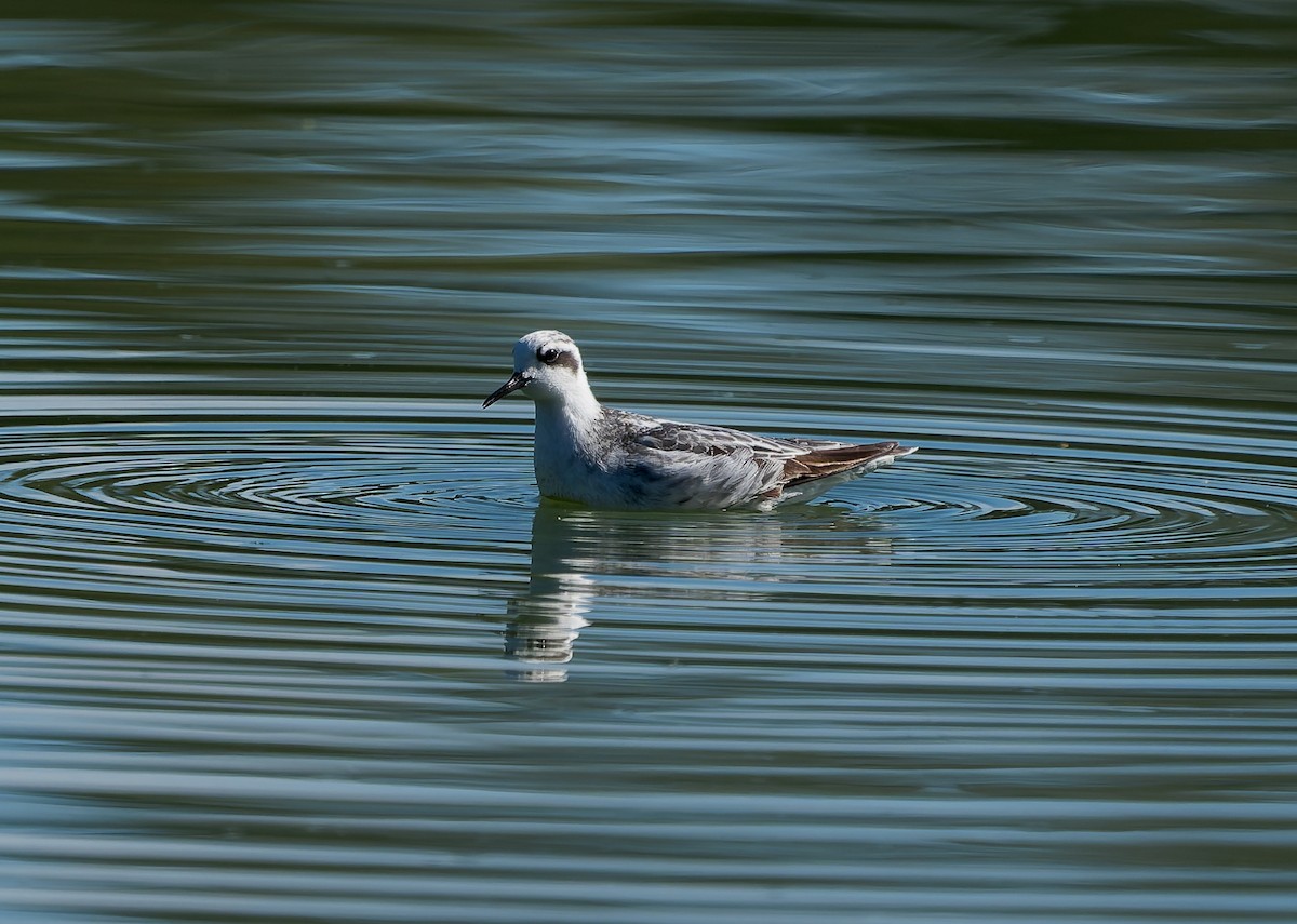 Red-necked Phalarope - ML642078597