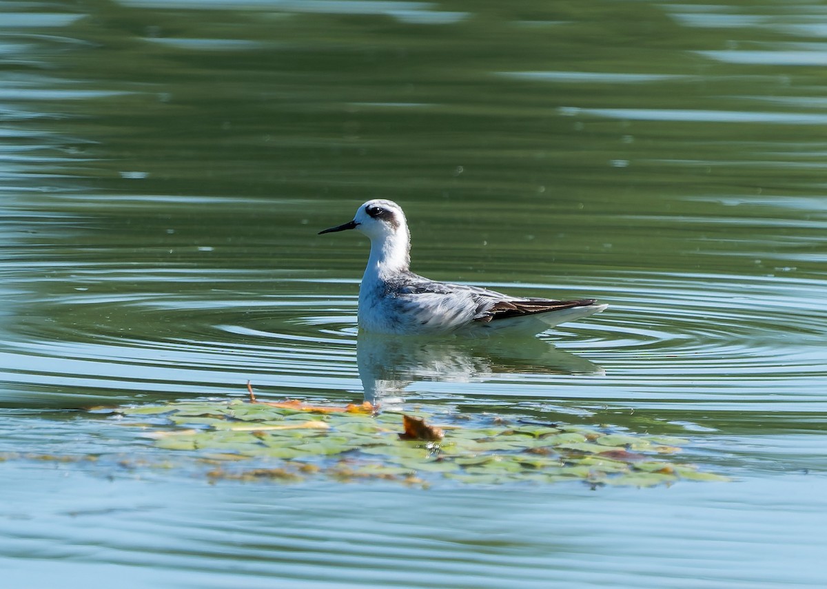 Red-necked Phalarope - ML642078598