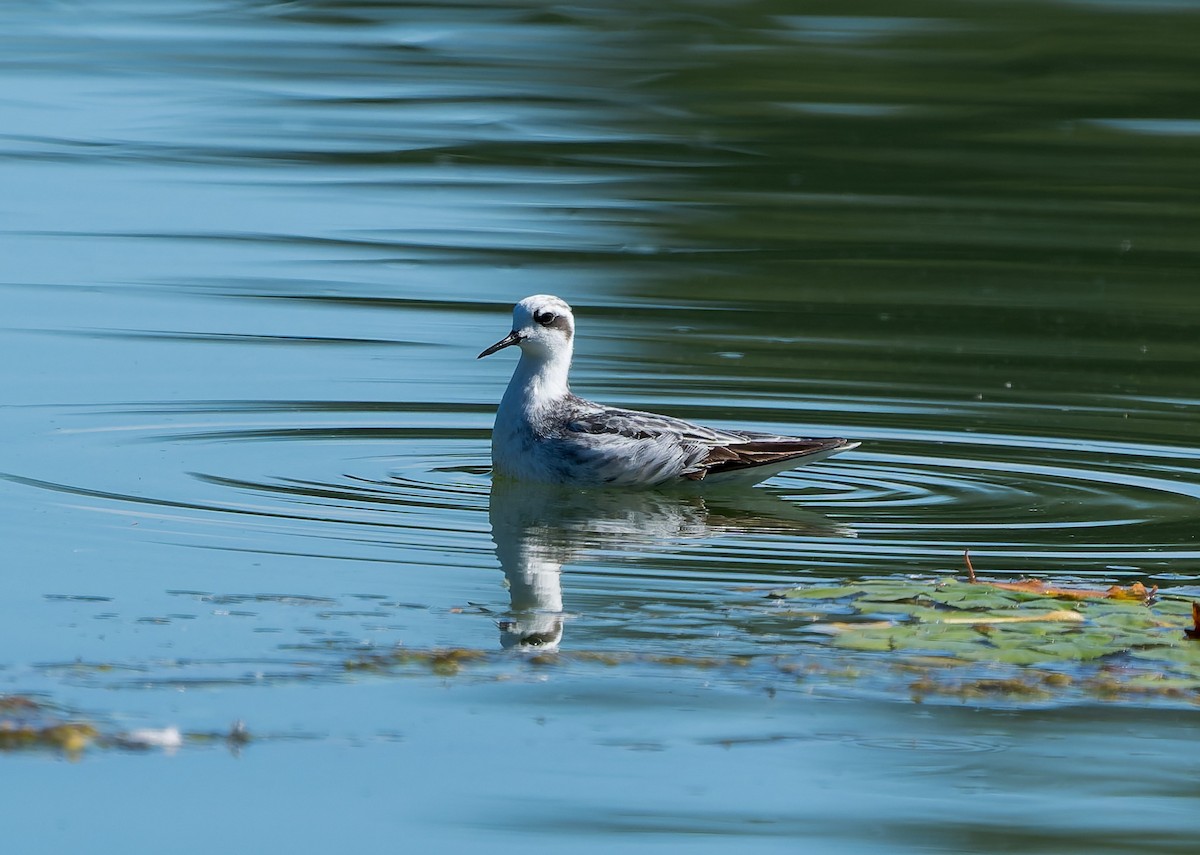 Red-necked Phalarope - ML642078599