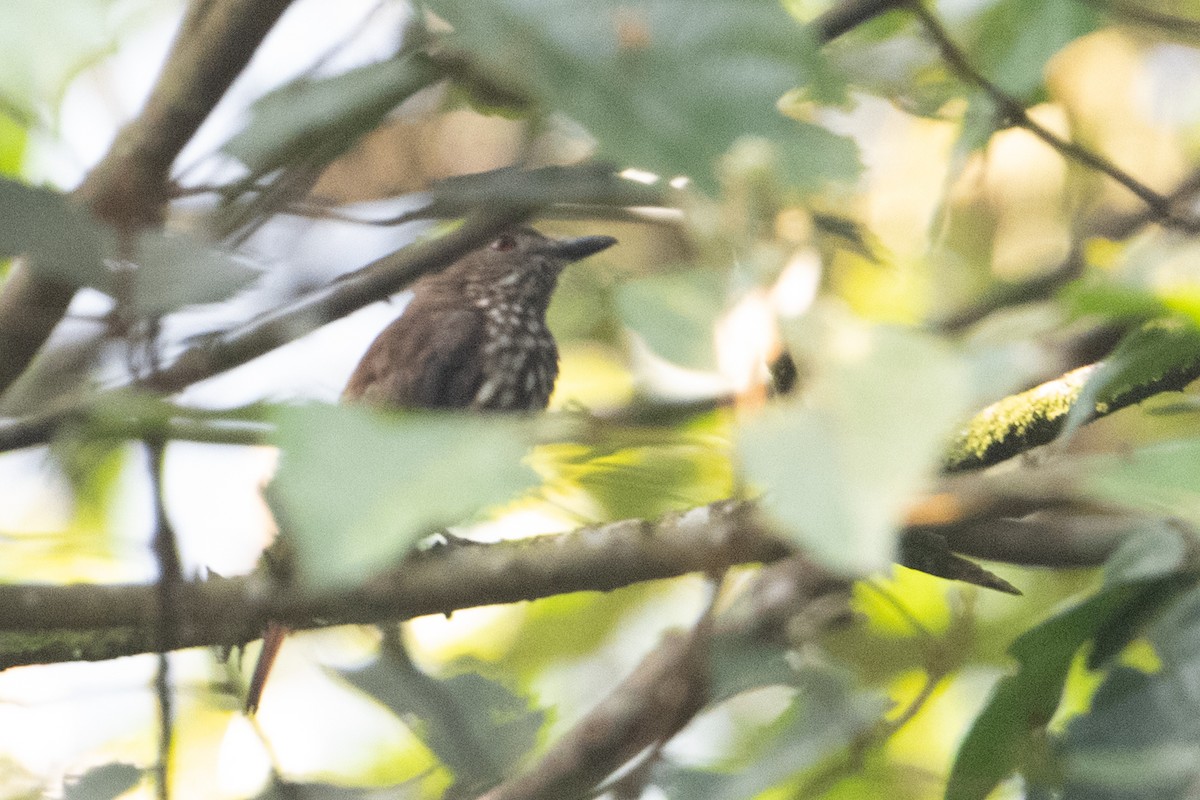 African Shrike-flycatcher - ML642078606