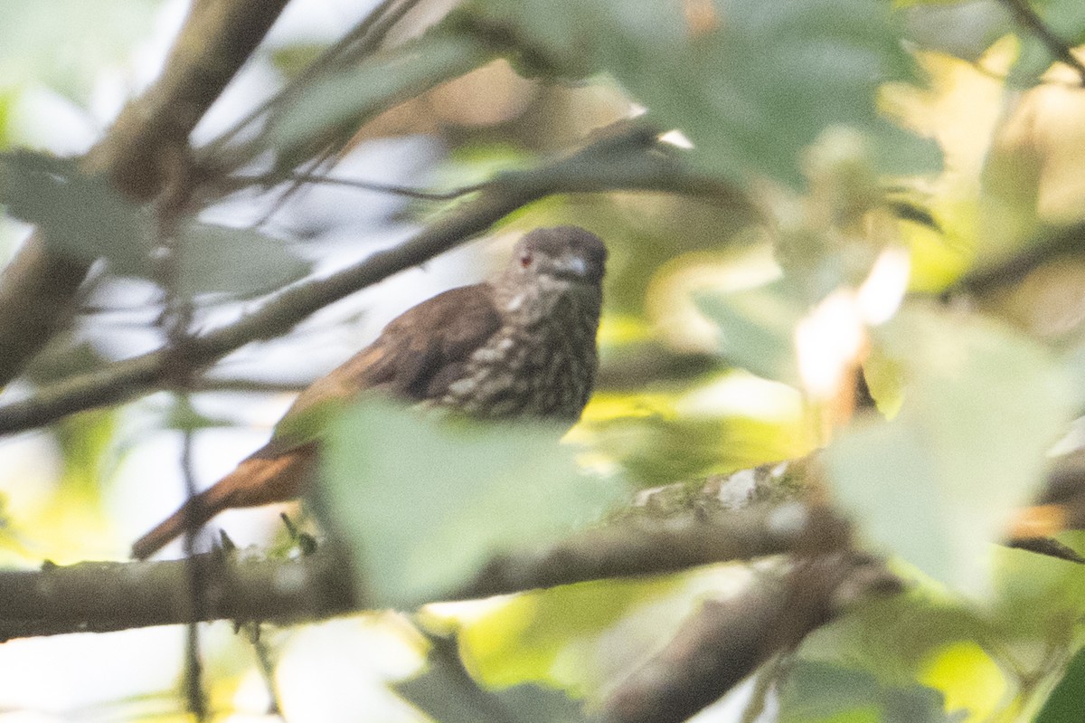 African Shrike-flycatcher - ML642078608