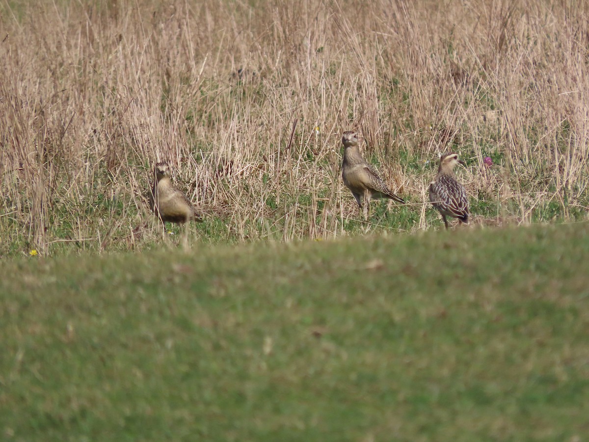 Eurasian Dotterel - ML642078609