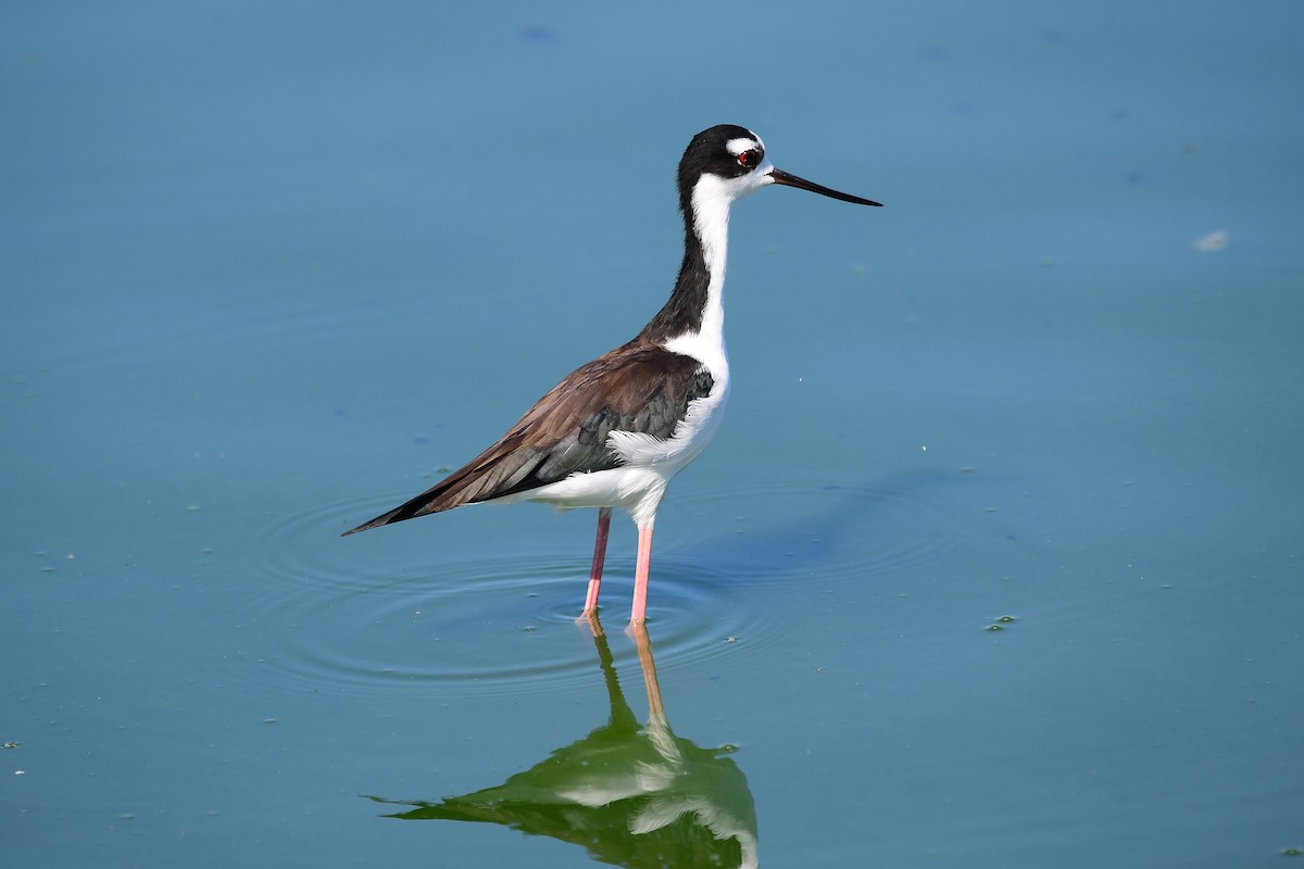 Black-necked Stilt - ML642078641