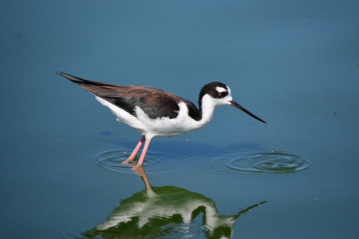 Black-necked Stilt - ML642078642