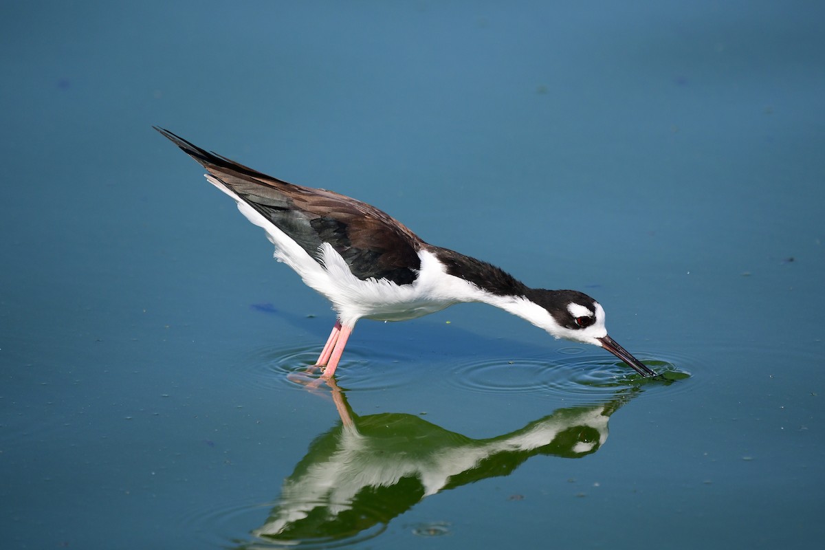 Black-necked Stilt - ML642078643