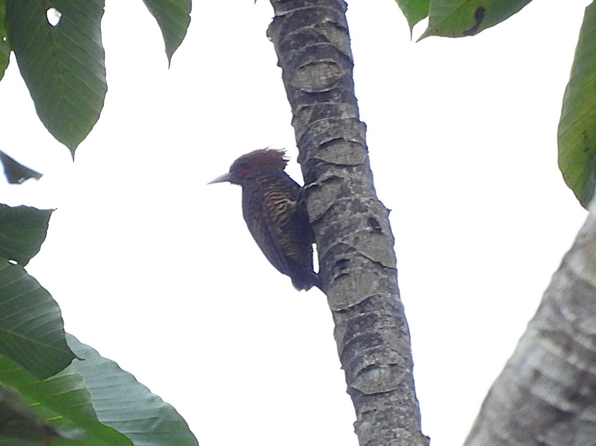Waved Woodpecker - ML642078654