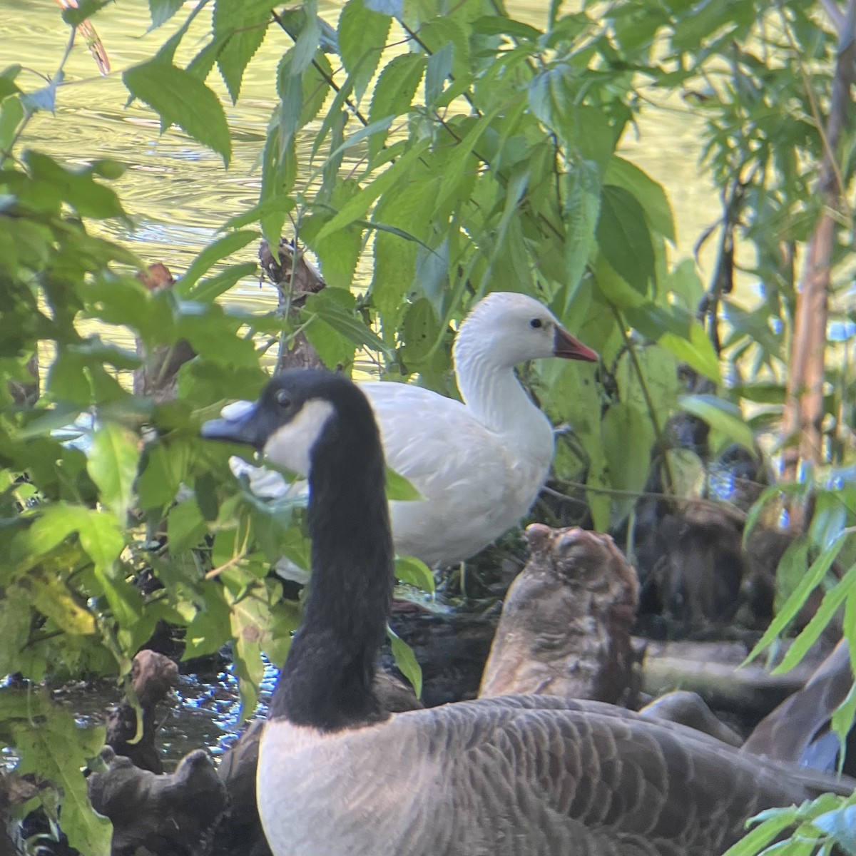 Ross's Goose - ML642078669
