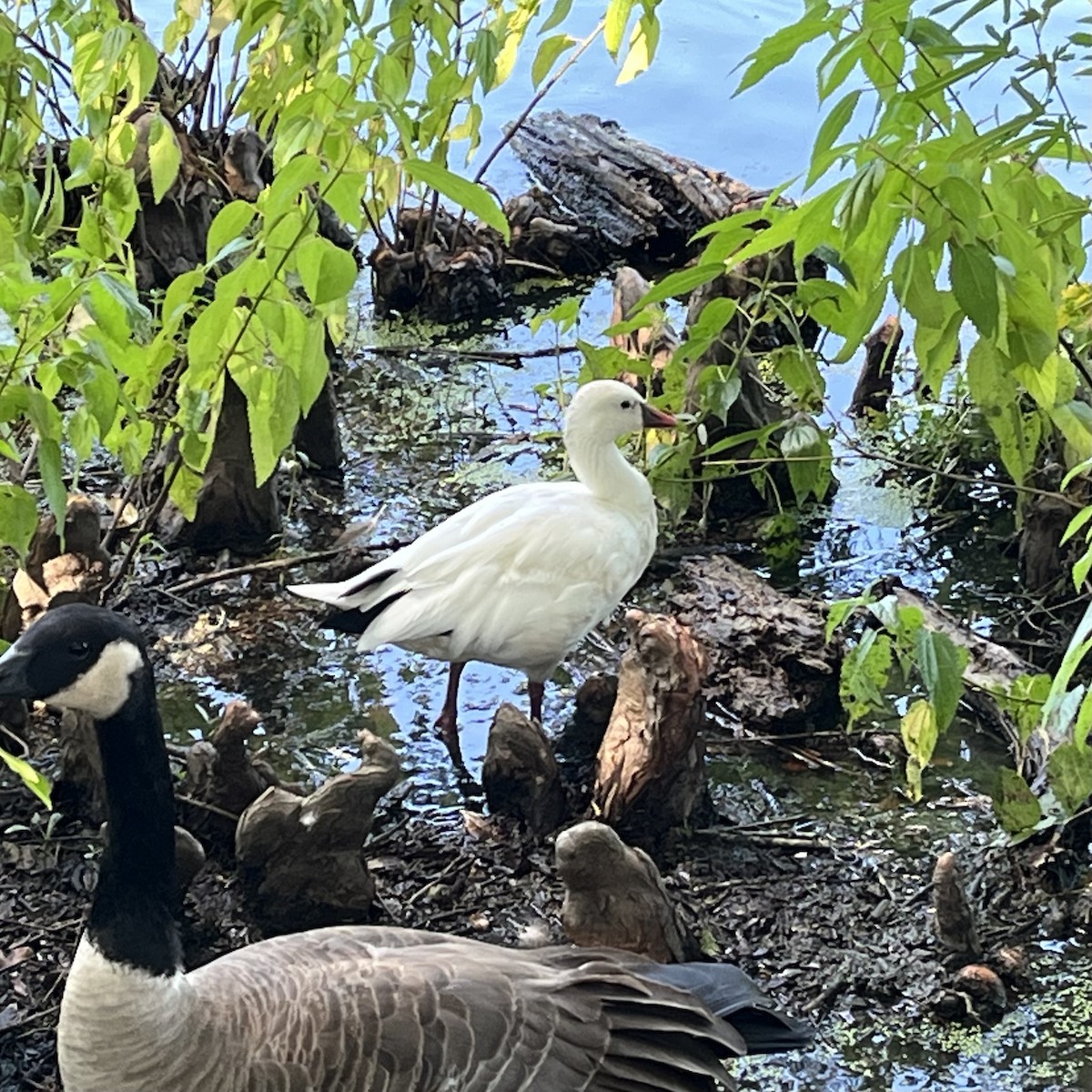 Ross's Goose - ML642078671