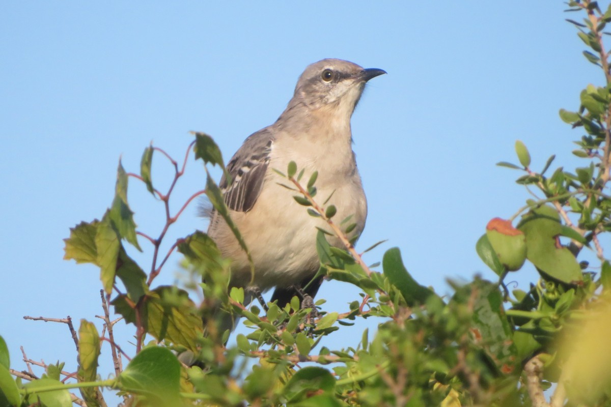 Northern Mockingbird - ML642078687