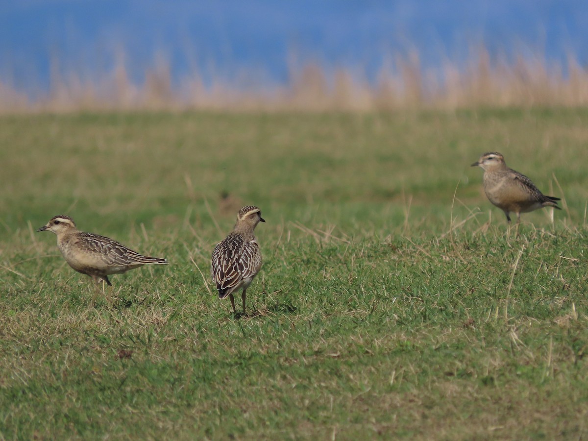 Eurasian Dotterel - ML642078688