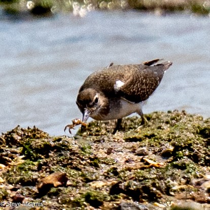 Common Sandpiper - ML642078717