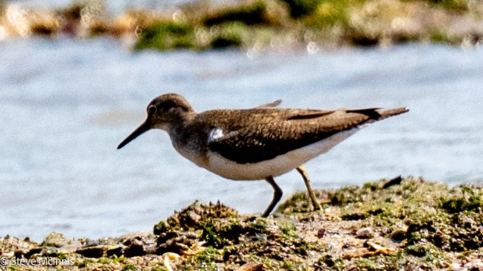 Common Sandpiper - ML642078718