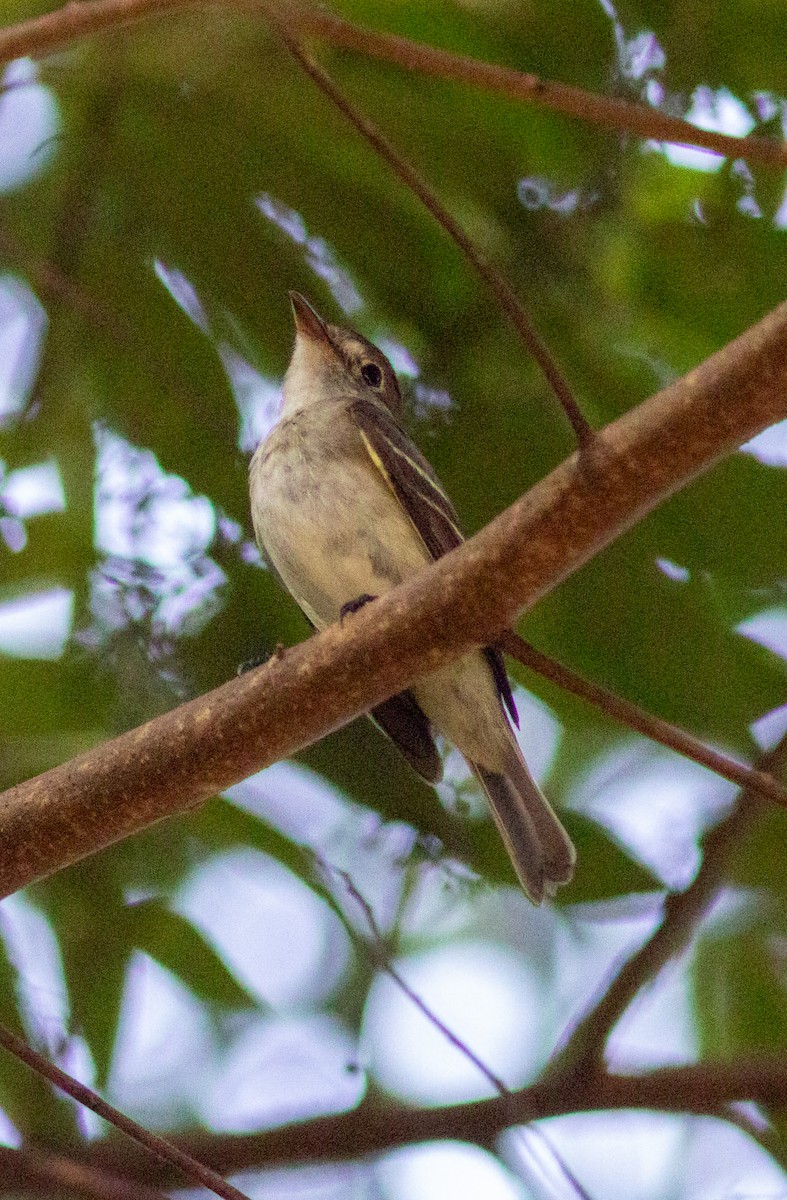 Acadian Flycatcher - ML642078721