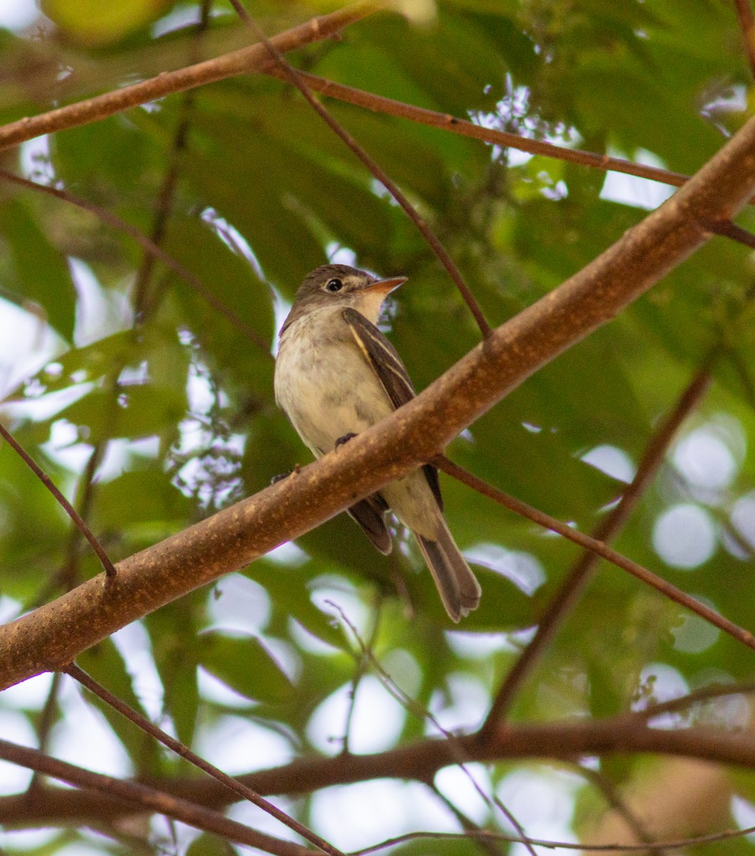 Acadian Flycatcher - ML642078725