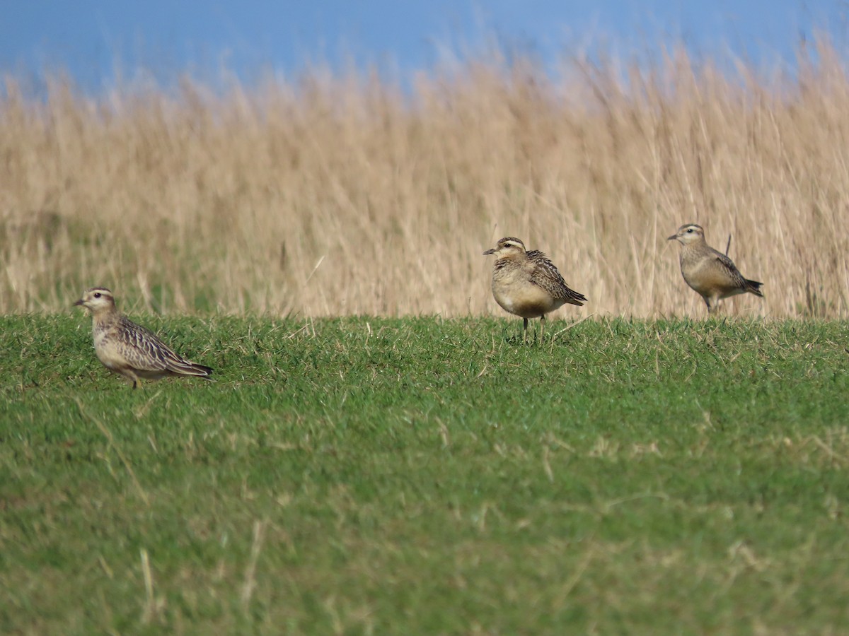 Eurasian Dotterel - ML642078732