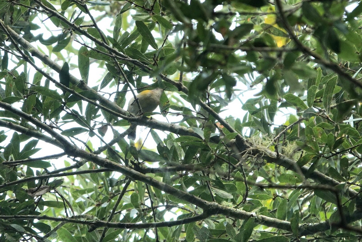 American Redstart - ML642078740