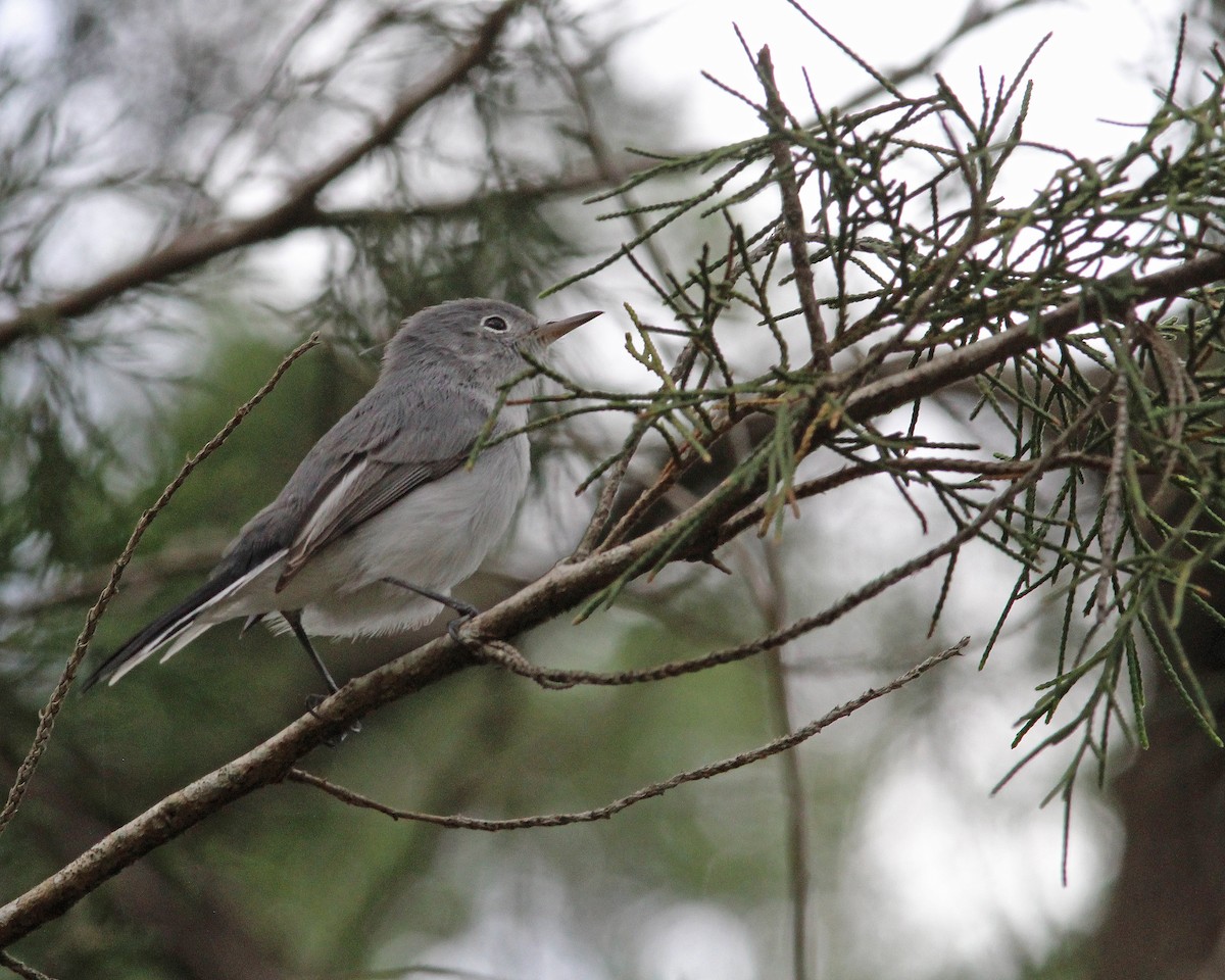 Blue-gray Gnatcatcher - ML642078749