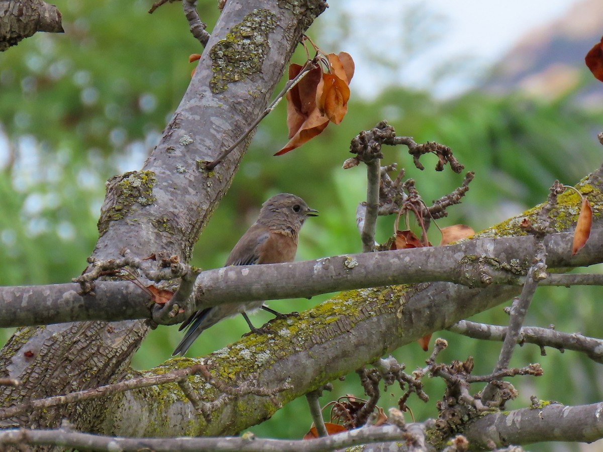 Western Bluebird - ML642078750