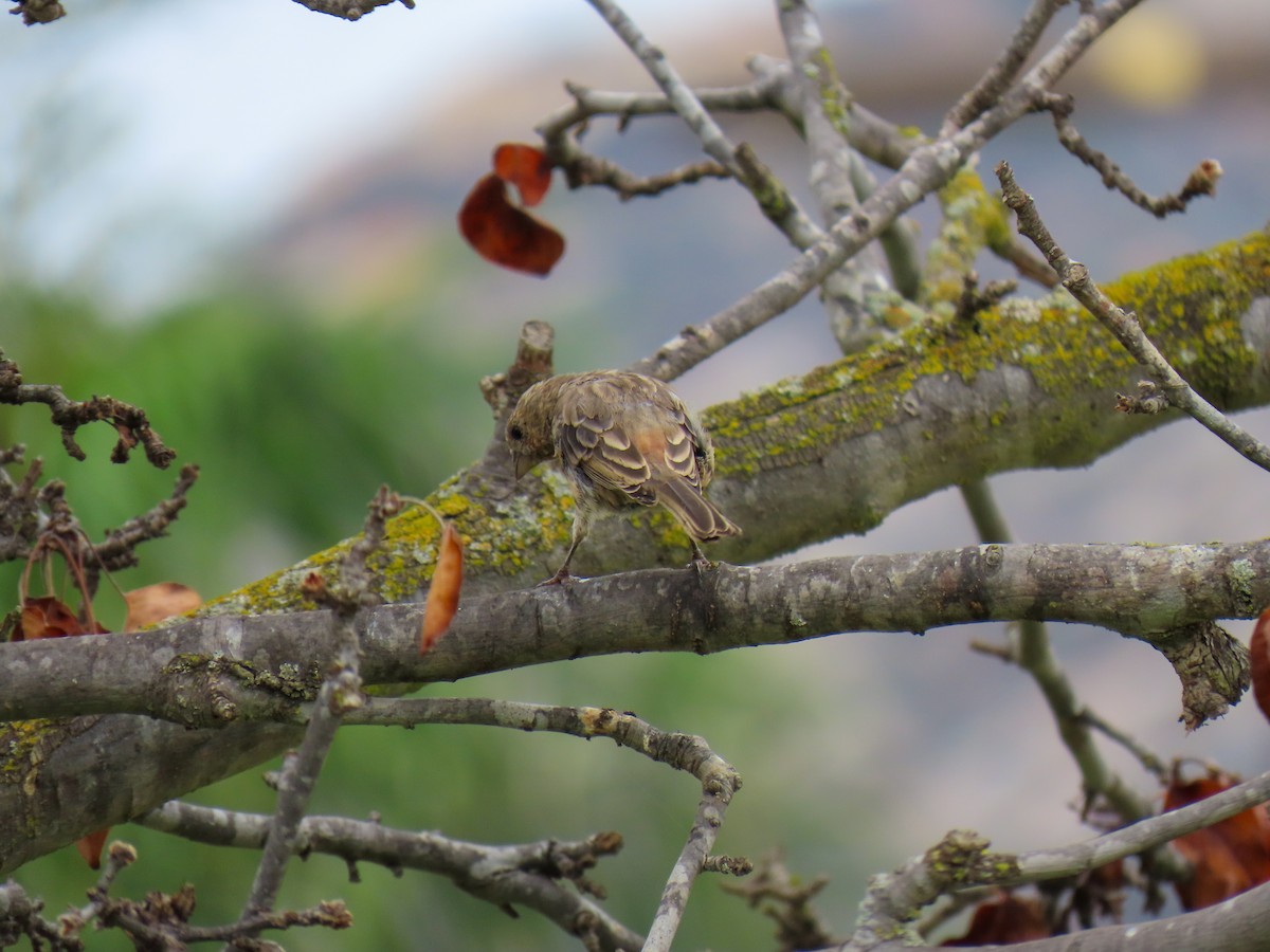 House Finch - ML642078751