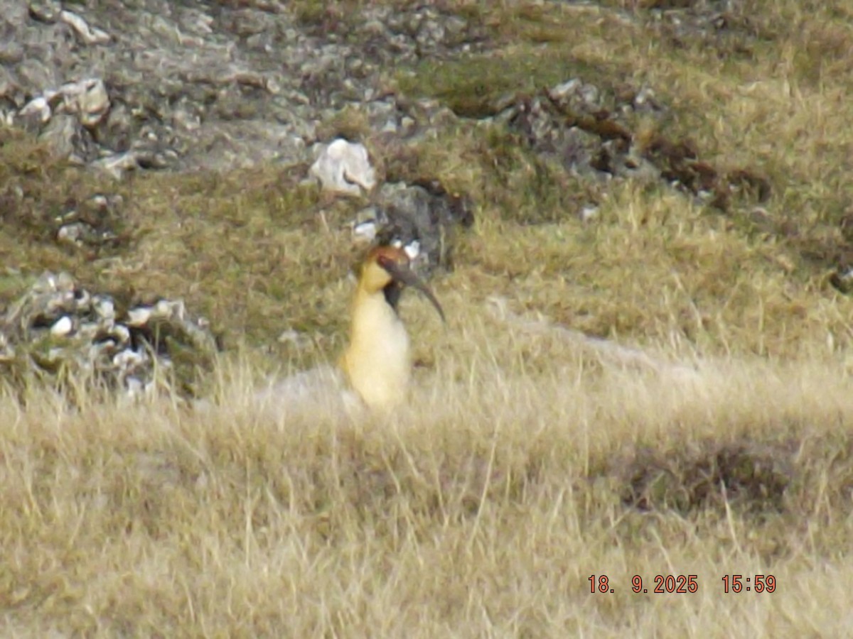 İbikli Sarıca Aynak - ML642078752