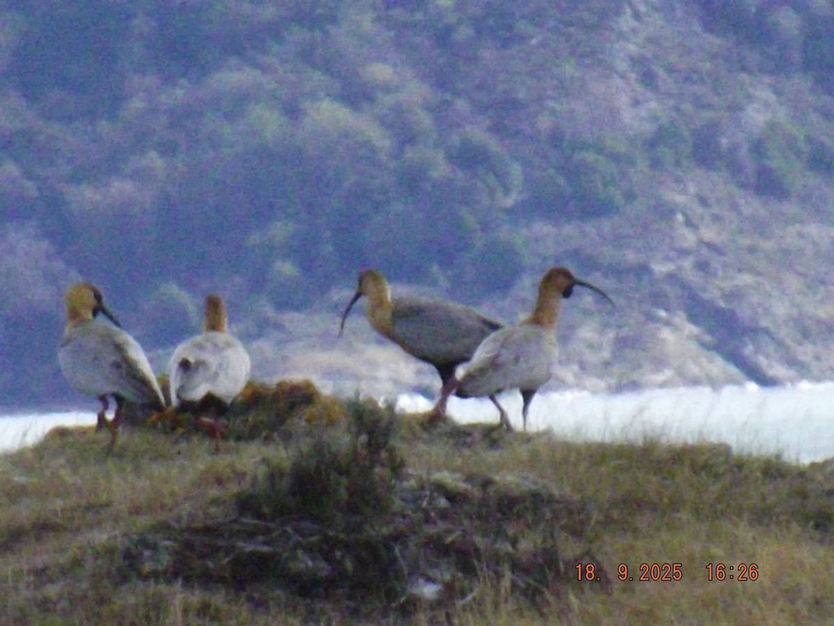 İbikli Sarıca Aynak - ML642078754