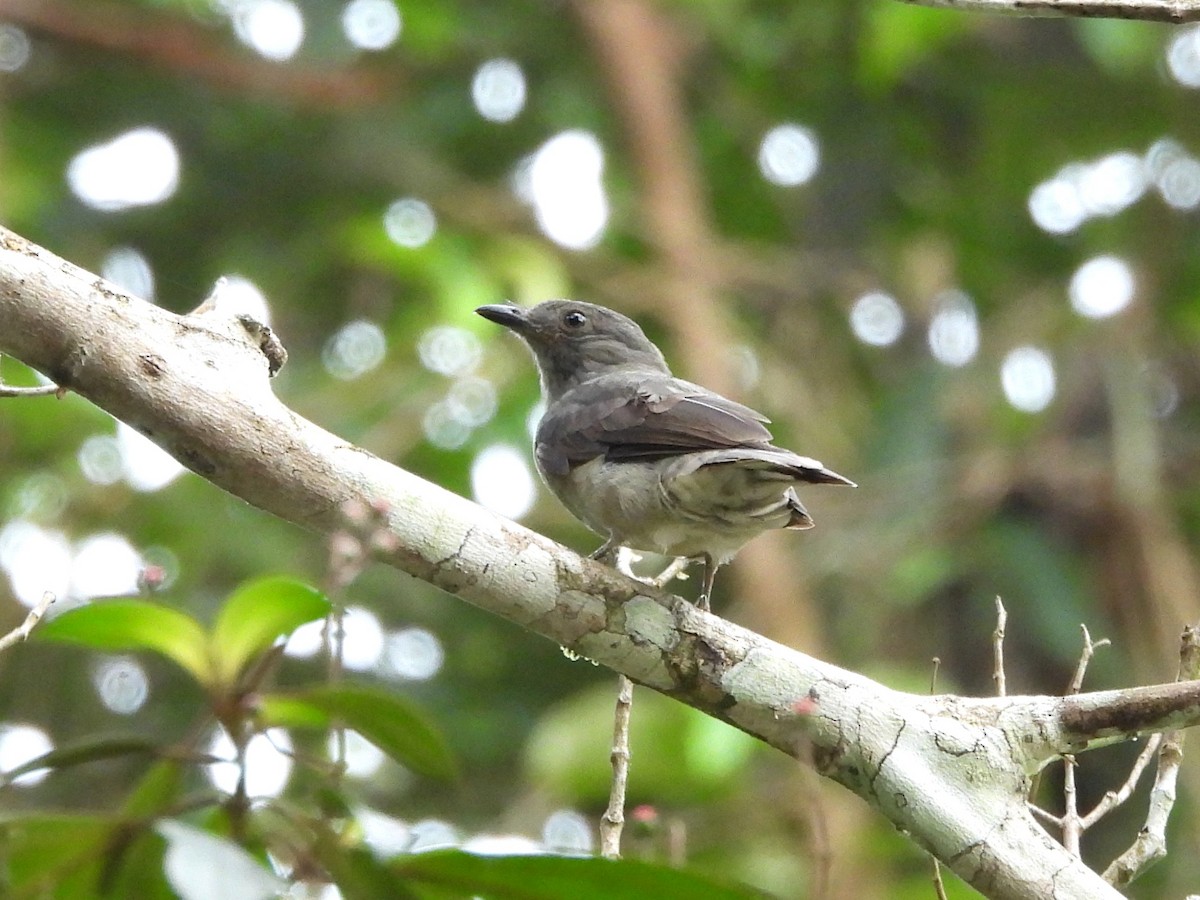 Screaming Piha - ML642078755