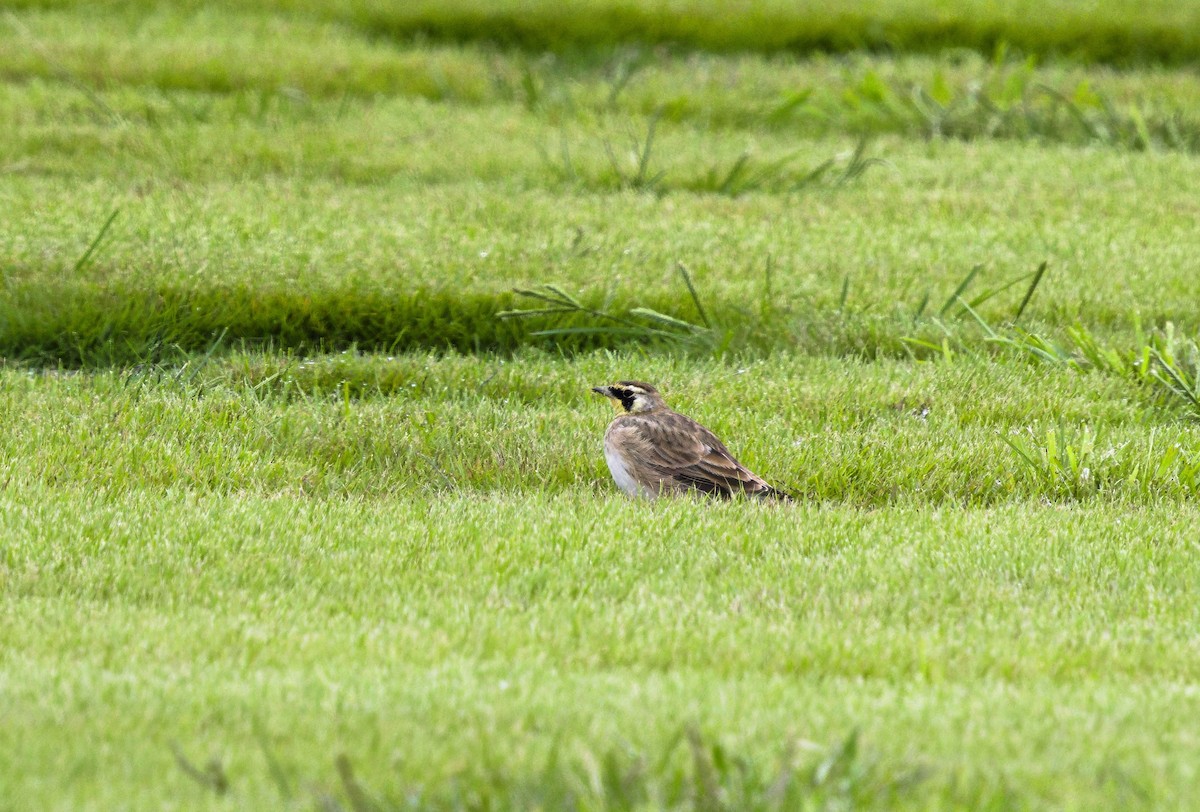 Horned Lark - ML642078773