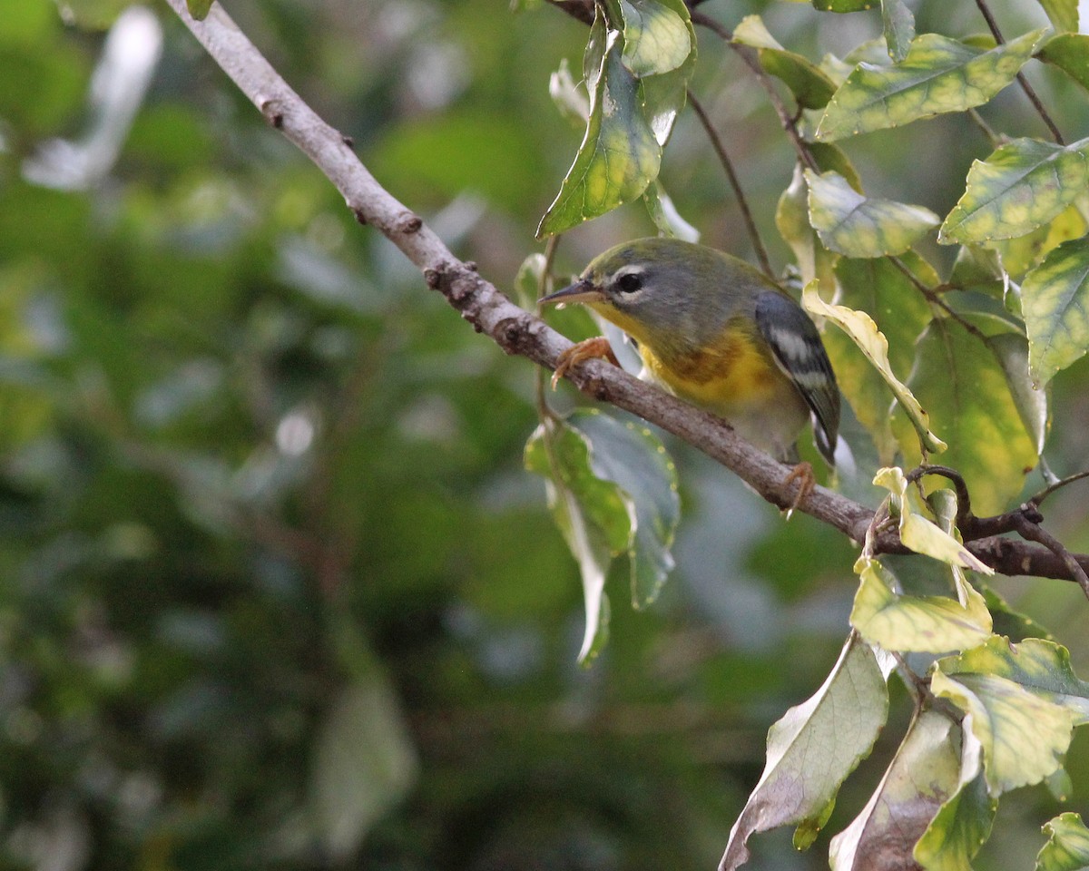 Northern Parula - ML642078774