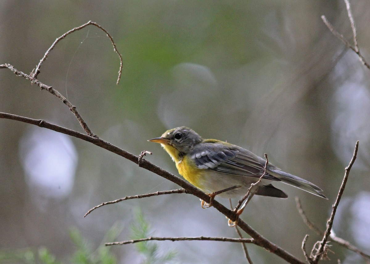 Northern Parula - ML642078775
