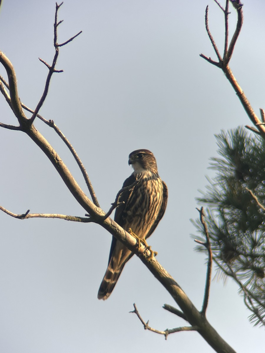 灰背隼 - ML642078789