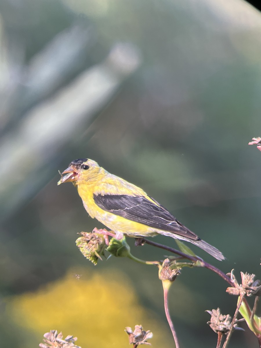 American Goldfinch - ML642078810