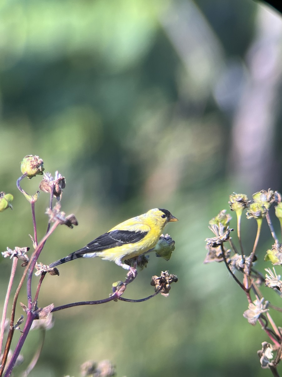 American Goldfinch - ML642078811