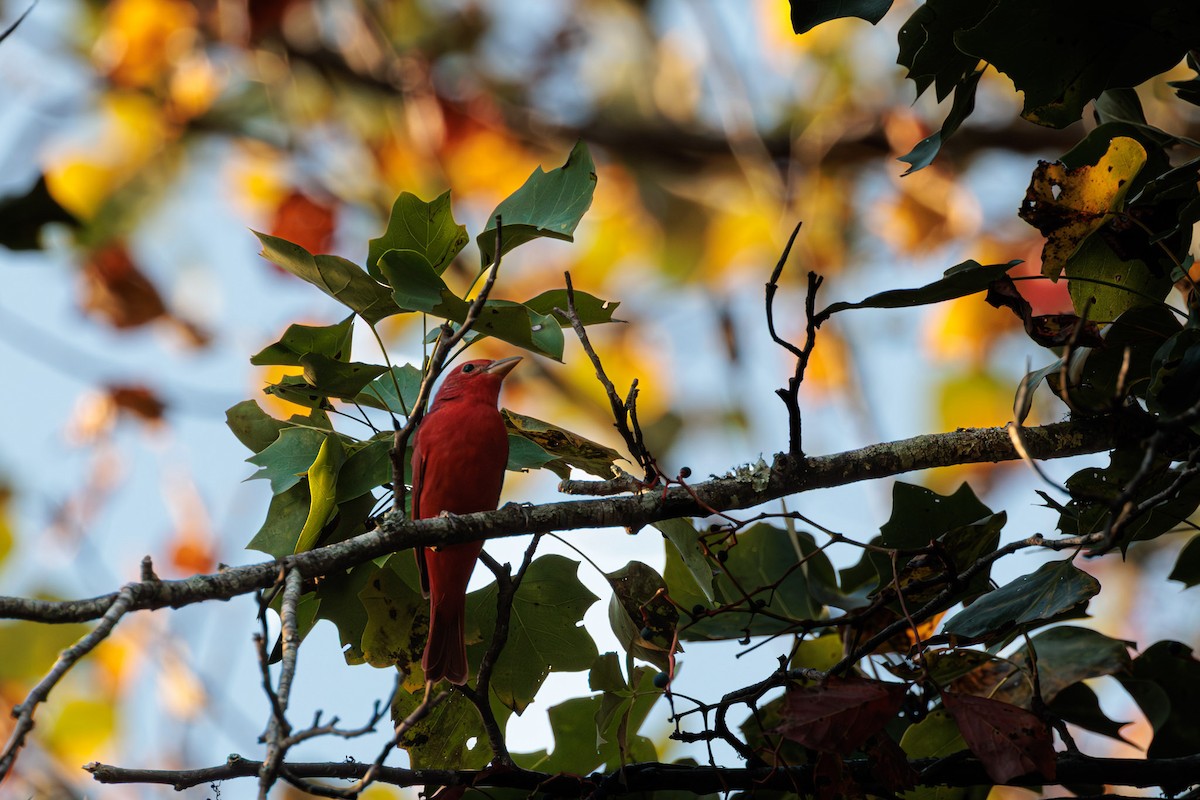 Summer Tanager - ML642078817