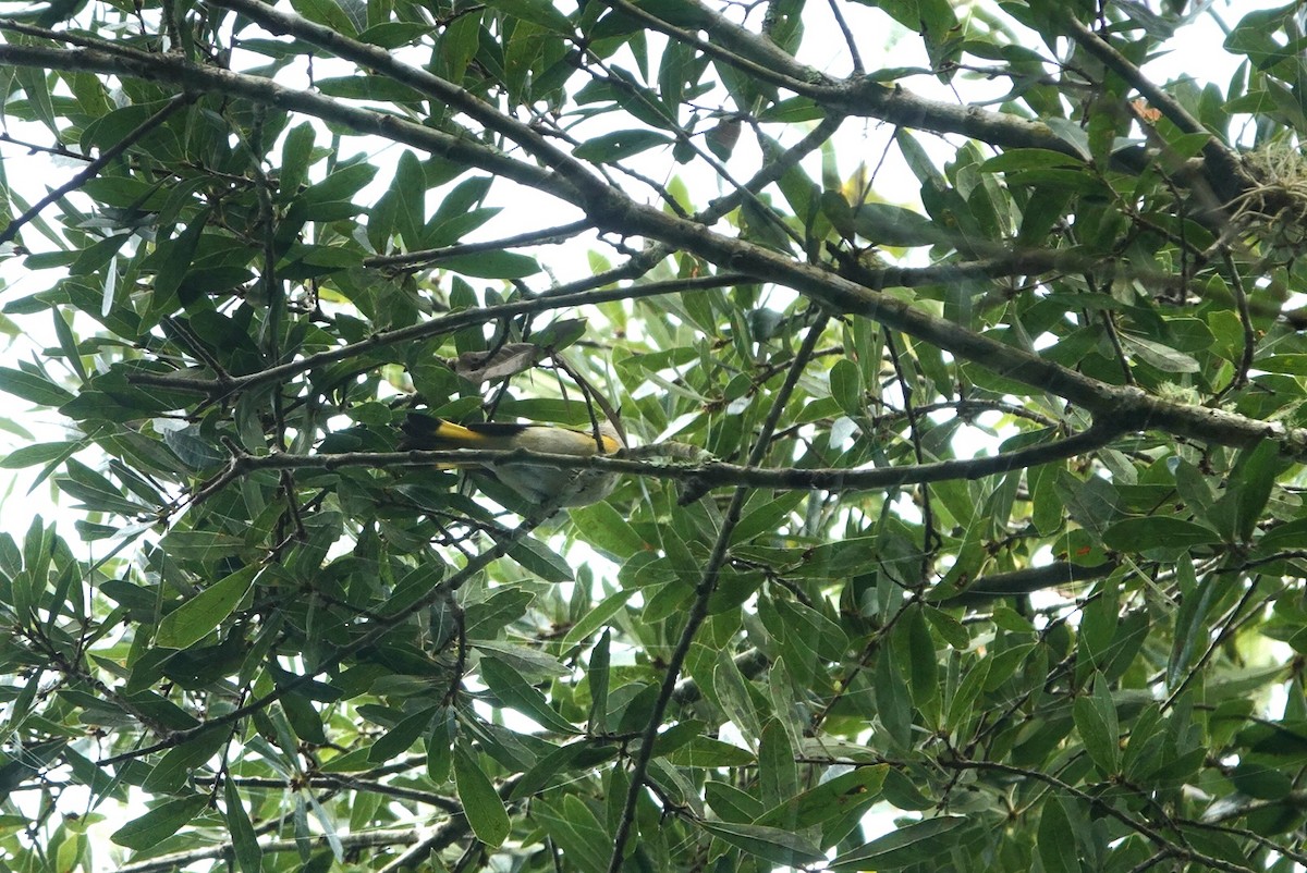 American Redstart - ML642078818