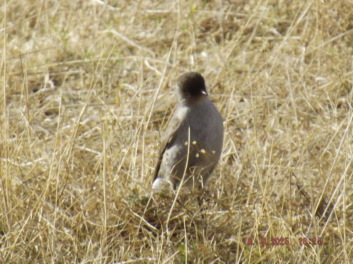 Dark-faced Ground-Tyrant - ML642078846