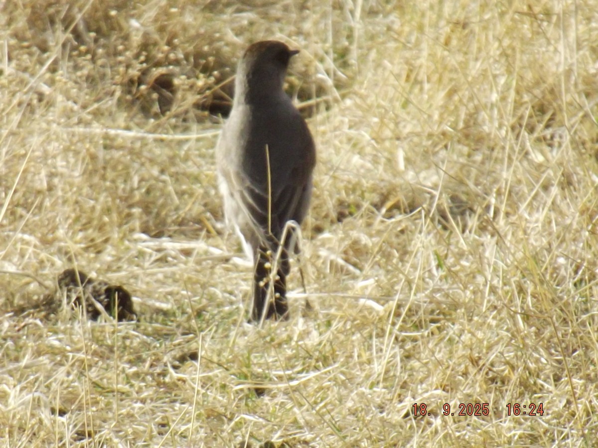 Dark-faced Ground-Tyrant - ML642078847