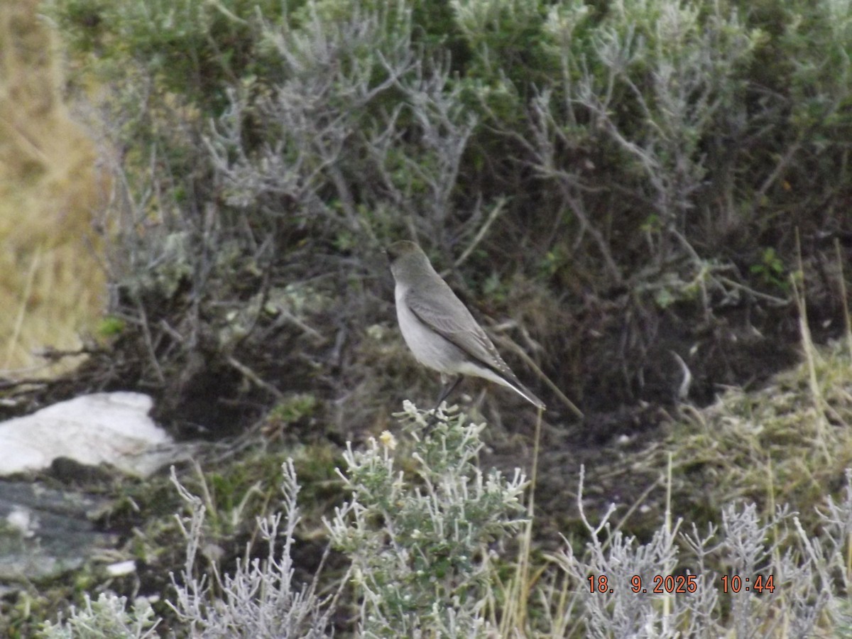 Dark-faced Ground-Tyrant - ML642078848
