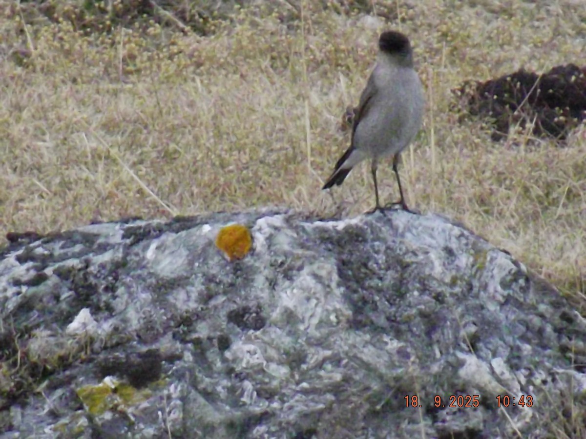 Dark-faced Ground-Tyrant - ML642078849