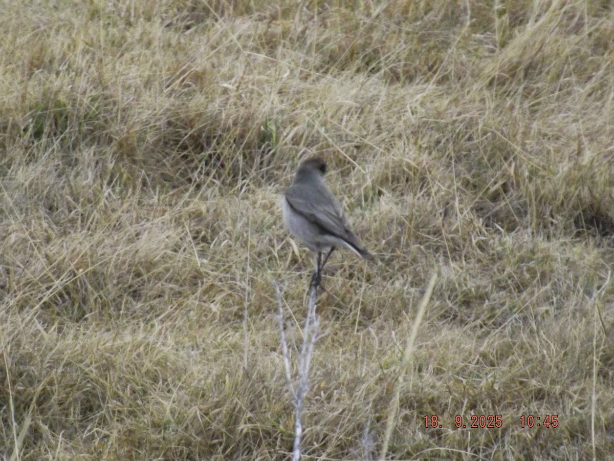 Dark-faced Ground-Tyrant - ML642078851