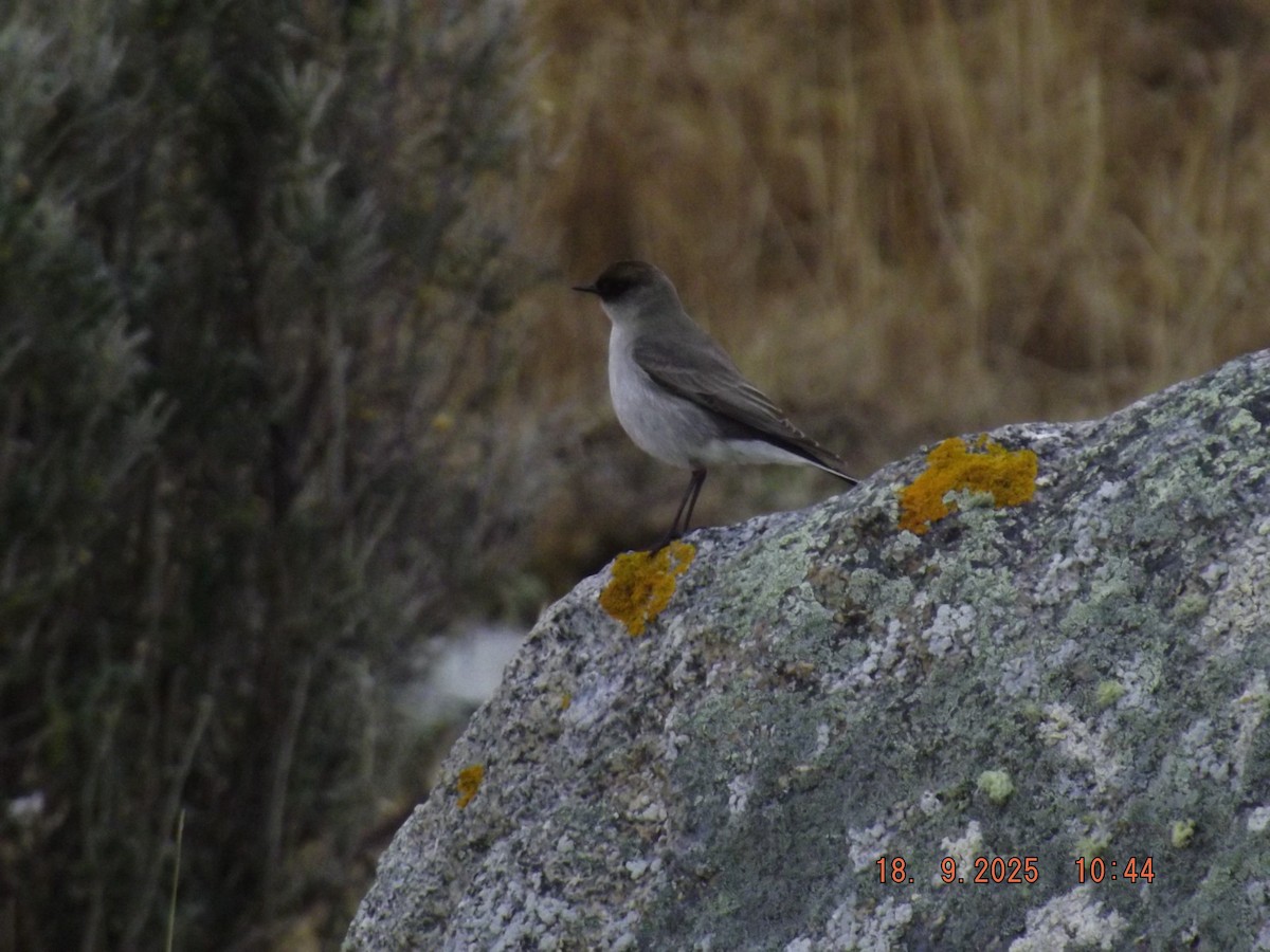 Dark-faced Ground-Tyrant - ML642078852